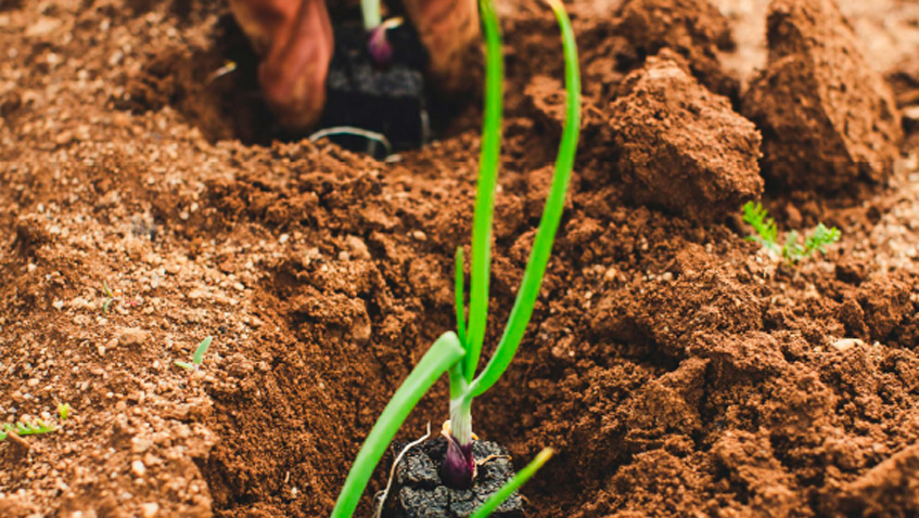 Agricultura sostenible y cambio climático